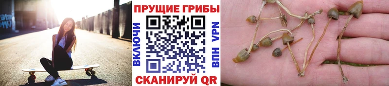 Псилоцибиновые грибы MAGIC MUSHROOMS  закладка  Волосово 